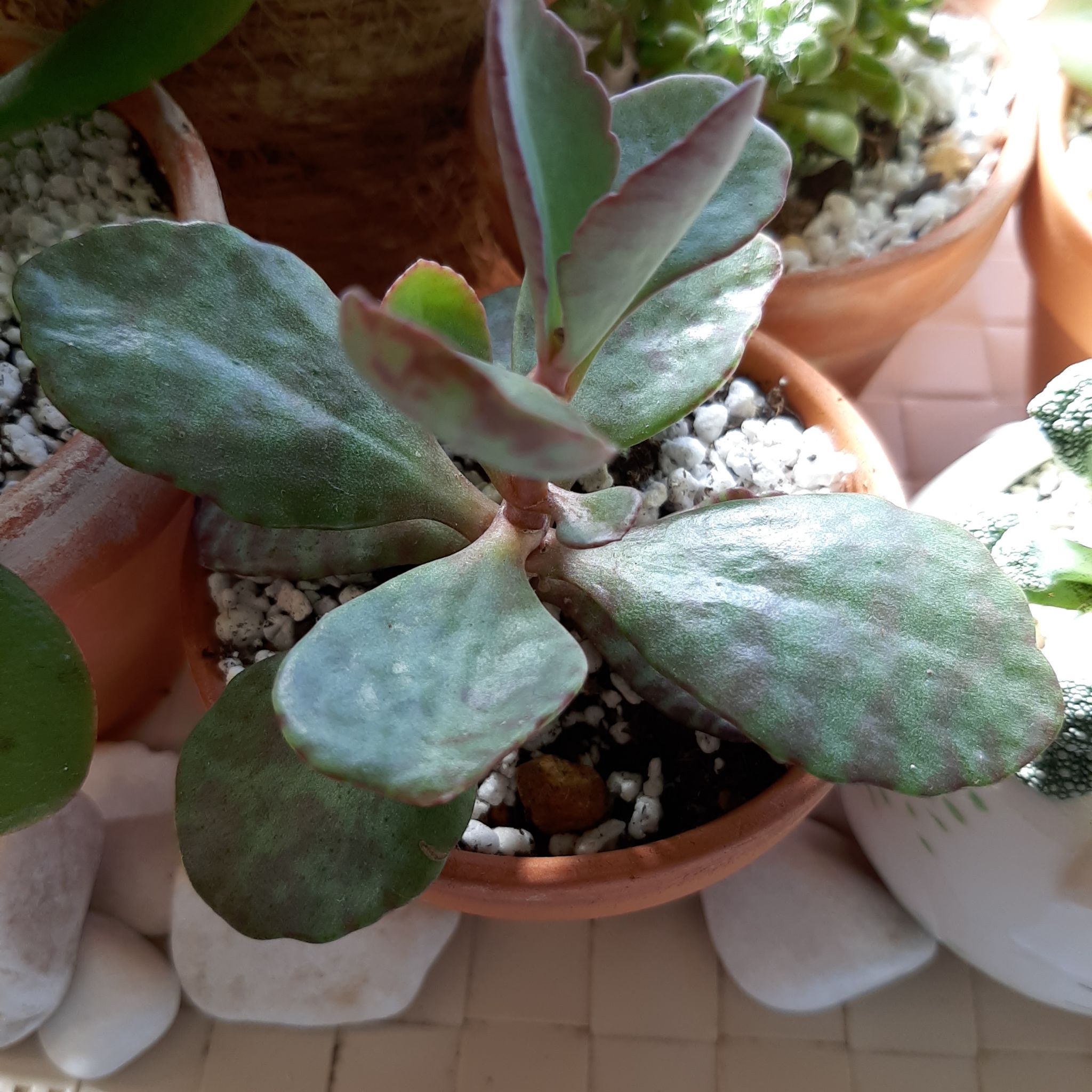 Kalanchoe humilis plant in a small pot with healthy leaves.
