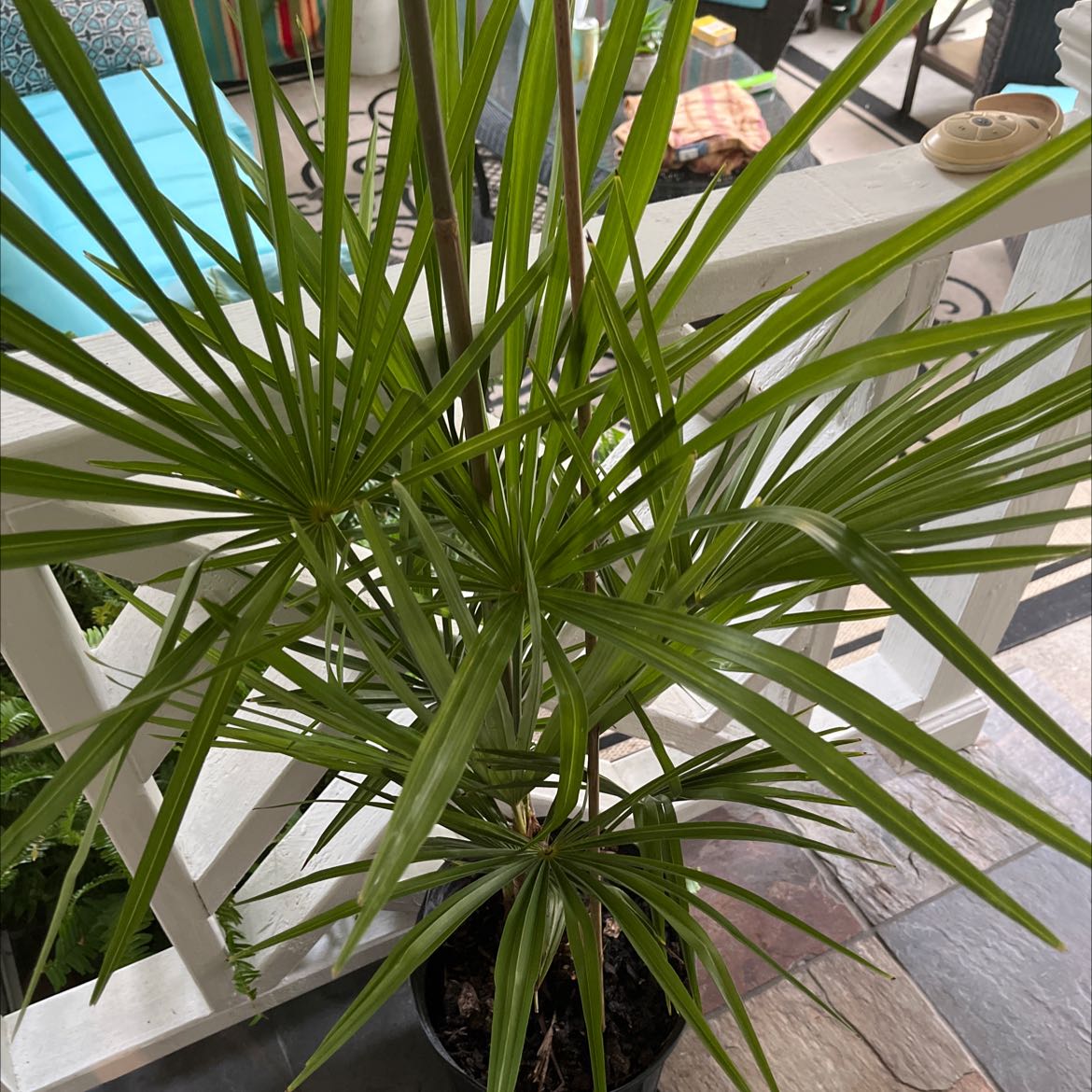 Healthy Chinese Windmill Palm in a pot with vibrant green leaves.