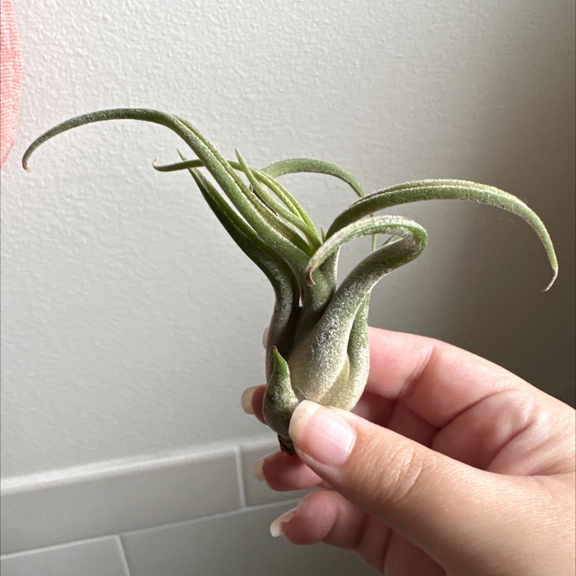 Photo of the plant species Medusa Head Air Plant by @WhollyStaraloe named Your plant on Greg, the plant care app