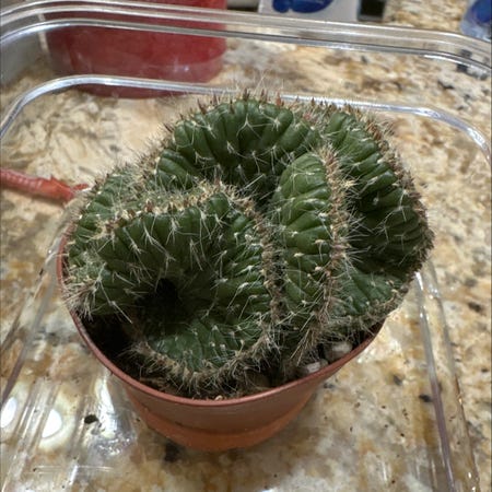 Photo of the plant species Emerald Idol Opuntia by @FamedPecan named Bruce Lee on Greg, the plant care app
