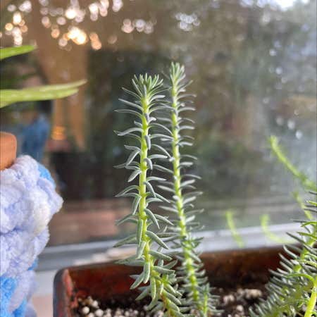 Photo of the plant species Common Mare's Tail by Famedpecan named Posh on Greg, the plant care app