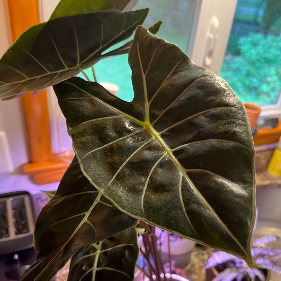 Alocasia longiloba plant with dark green leaves and white veins, showing some discoloration and spots.