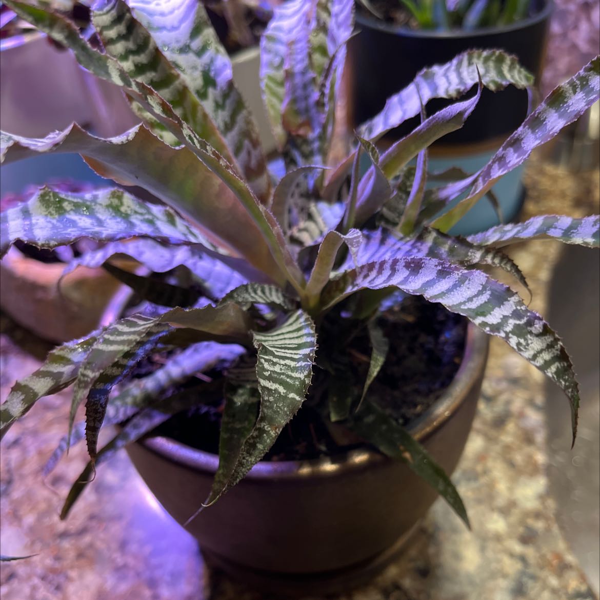 Photo of the plant species Elaine Pink Zebra by @DollKonjac named Zebra earthstar on Greg, the plant care app
