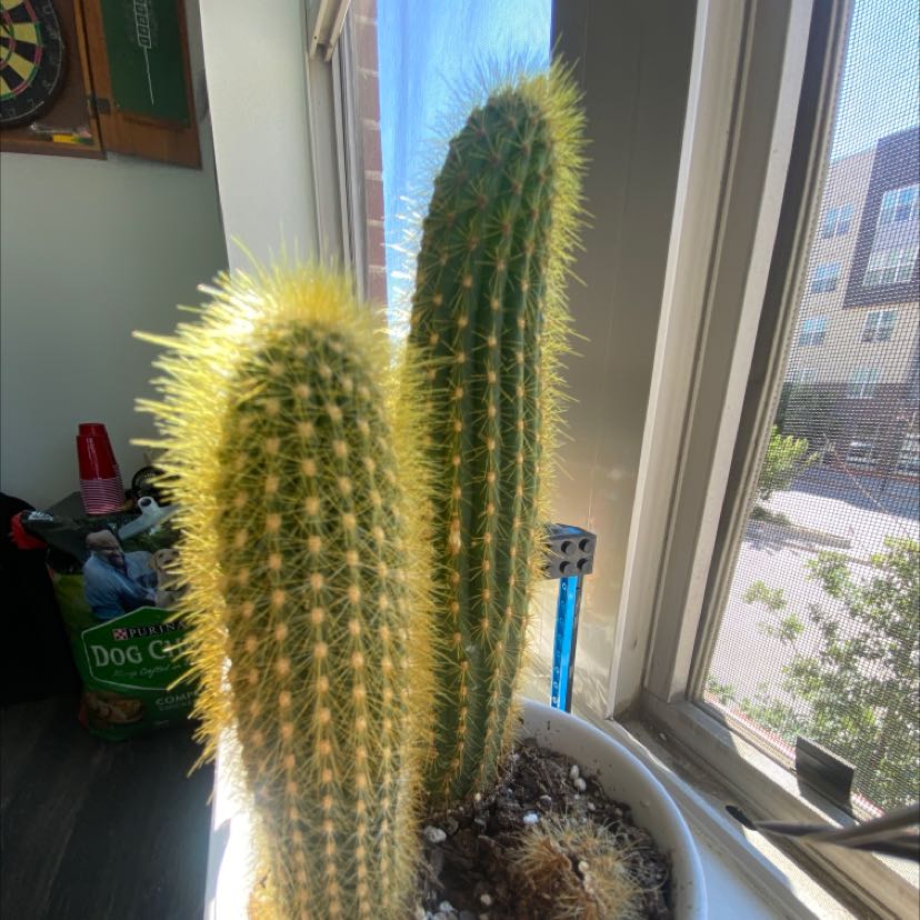 Golden Snakecactus with two tall stems in a white pot near a window.