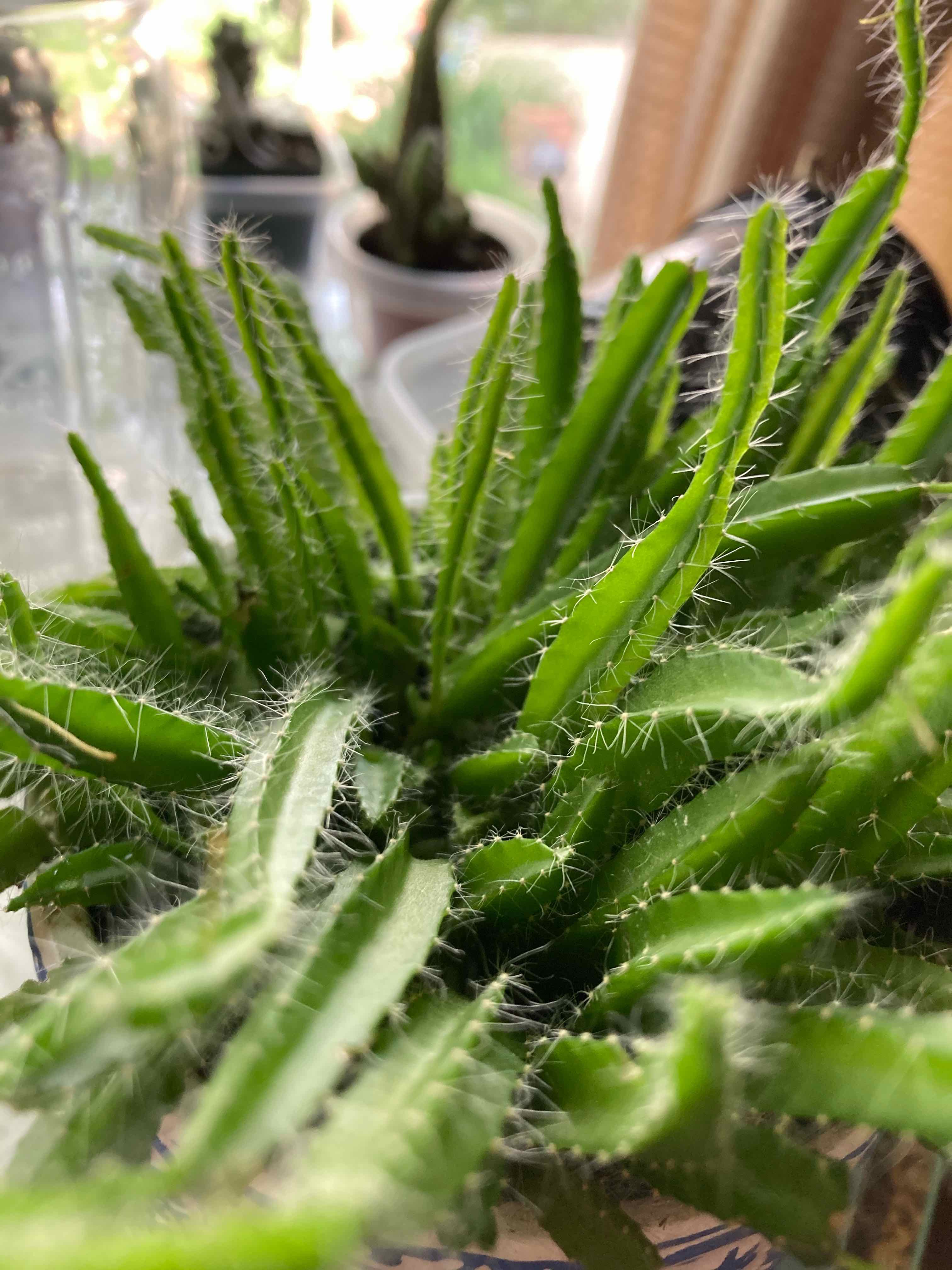 Healthy dragonfruit plant with vibrant green stems and no visible signs of disease.