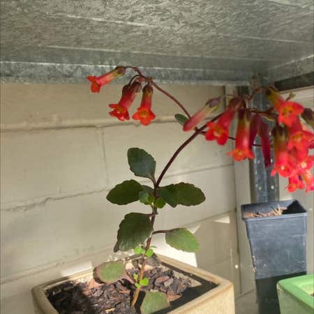 Photo of the plant species Orange Balsam by Sportiveburoak named Your plant on Greg, the plant care app