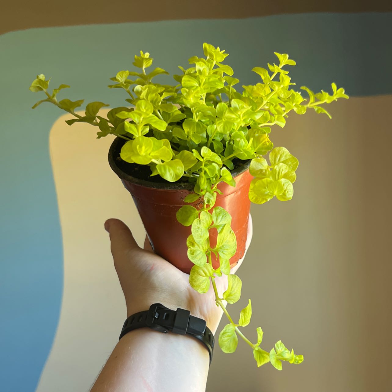 Photo of the plant species Creeping Jenny by @megz named Venus on Greg, the plant care app