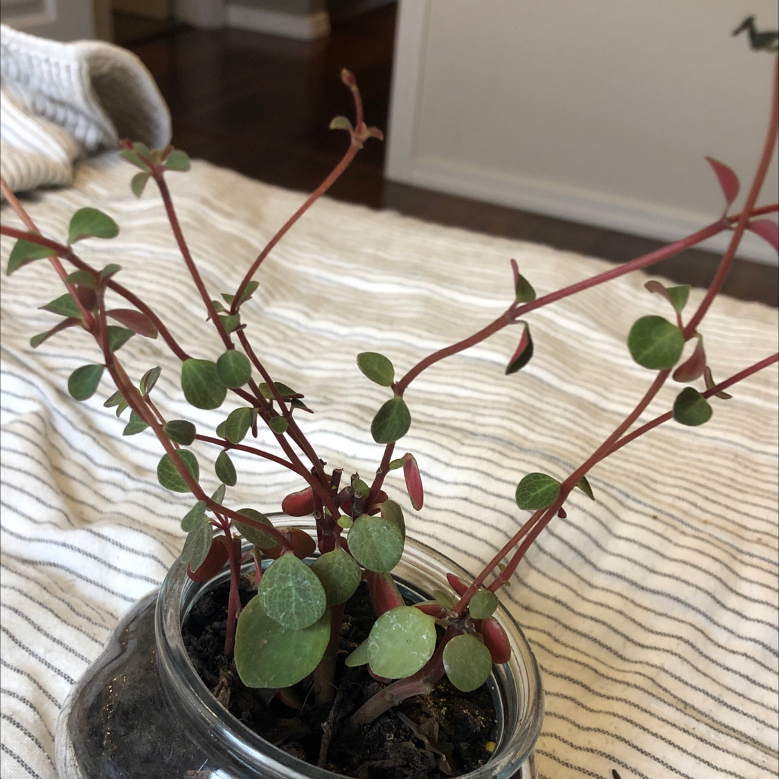 Low Peperomia plant in a glass container with green leaves and red stems.