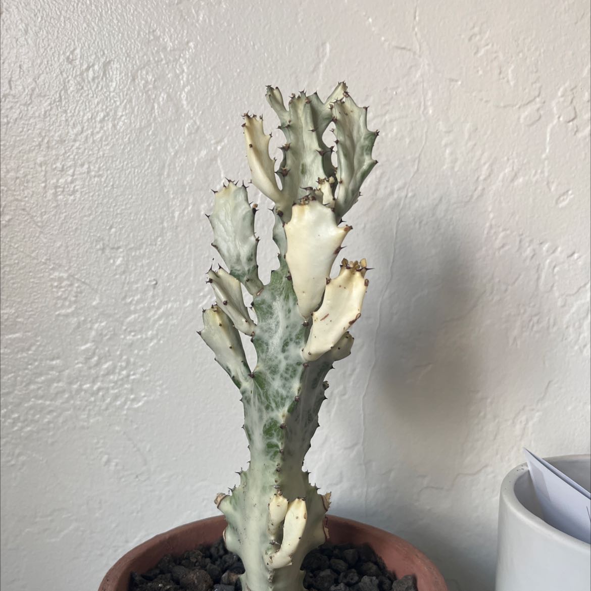 White Ghost Euphorbia uploaded to the Greg plant app by @dtall