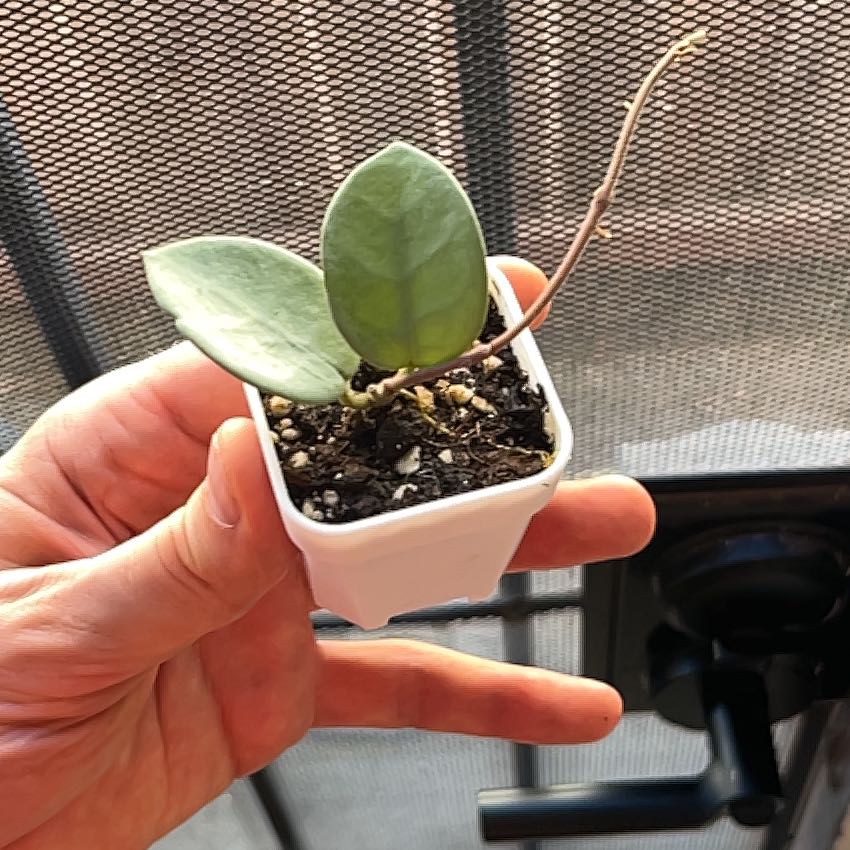 Photo of the plant species Waxplant by @dtall named Helen on Greg, the plant care app