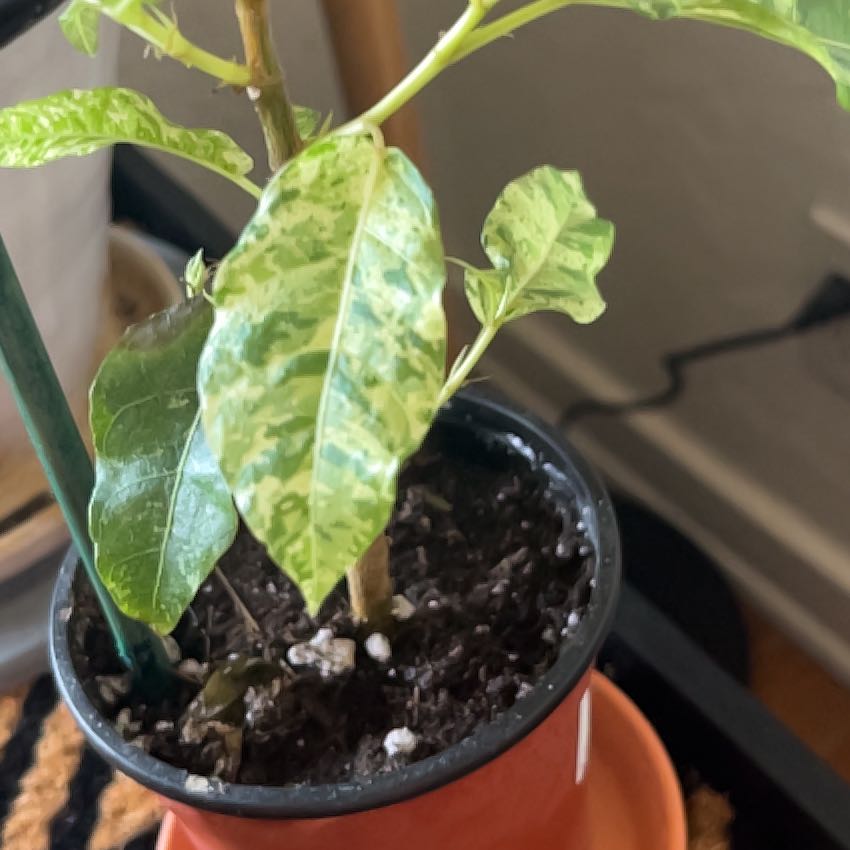 Photo of the plant species Ficus elastica by @dtall named Ferdinand on Greg, the plant care app