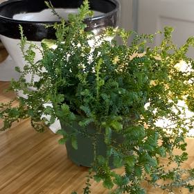 Photo of the plant species Rainbow moss, Peacock fern by @dtall named Pablo on Greg, the plant care app