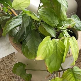 Photo of the plant species Maranta 'Silver Band' by @dtall named Francisco 1 on Greg, the plant care app
