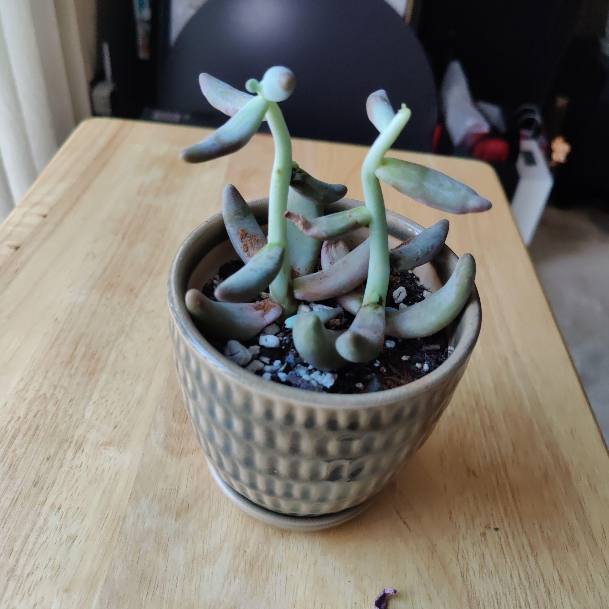 Pachysedum 'Ganzhou' plant in a small ceramic pot with some leaf discoloration.