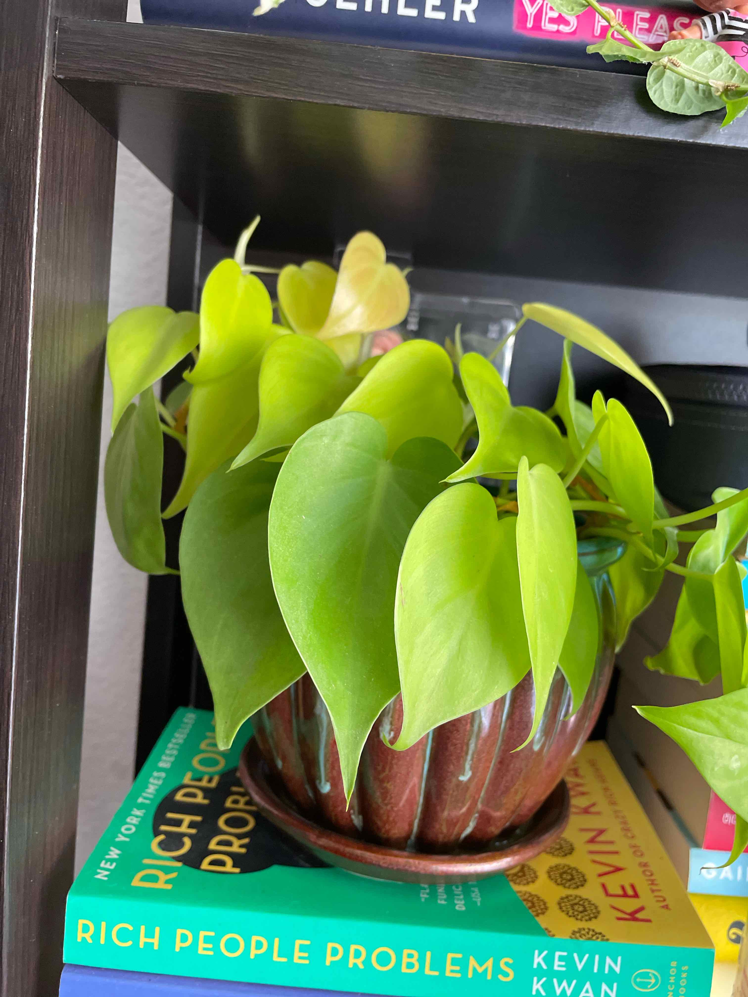 Philodendron Lemon Lime plant on a bookshelf with vibrant green leaves.