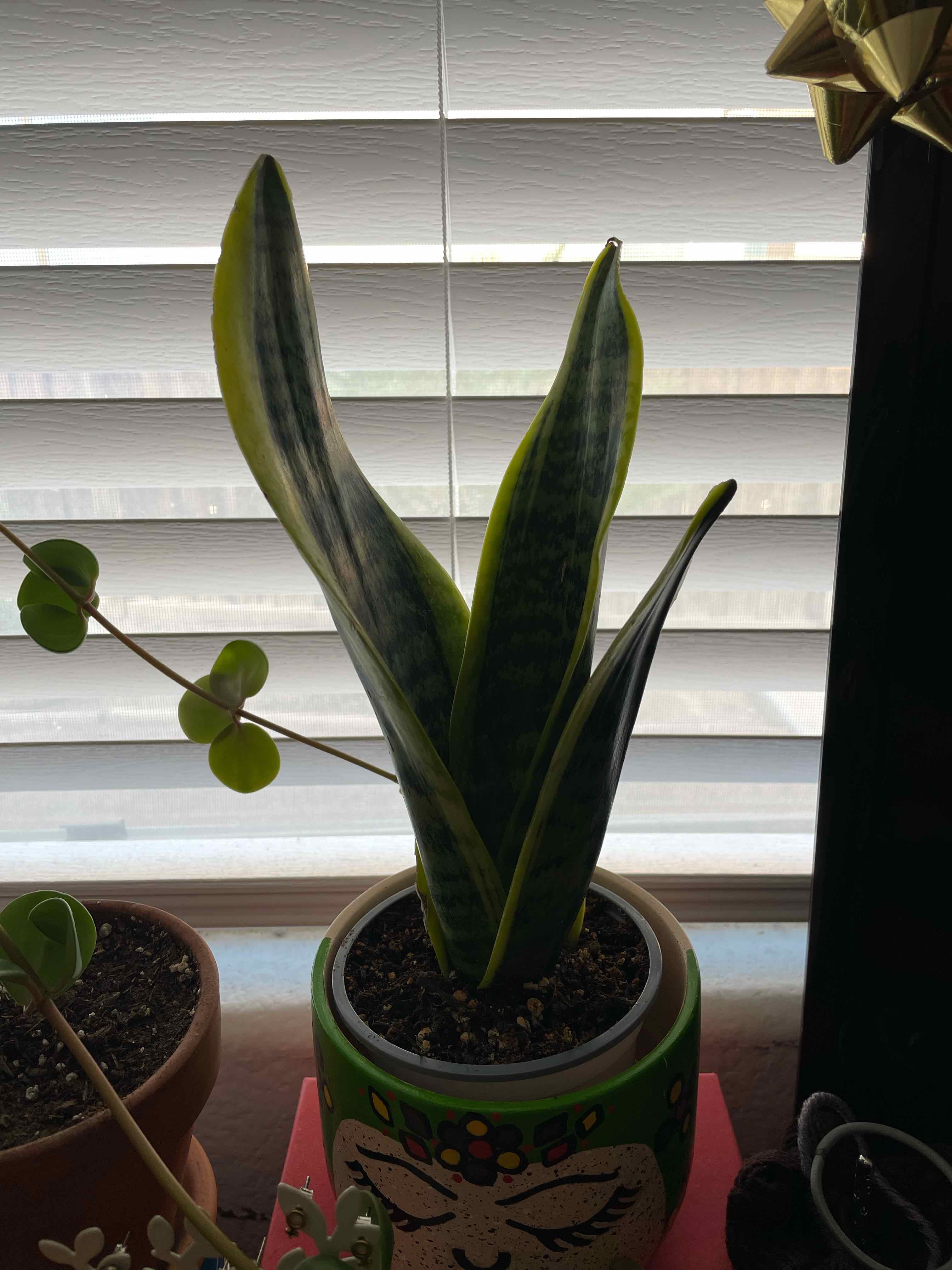 Futura Superba Snake Plant in a decorative pot, healthy with visible soil.