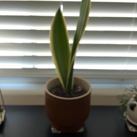 Photo of the plant species Sansevieria Night Owl by @kaye named Rusty on Greg, the plant care app