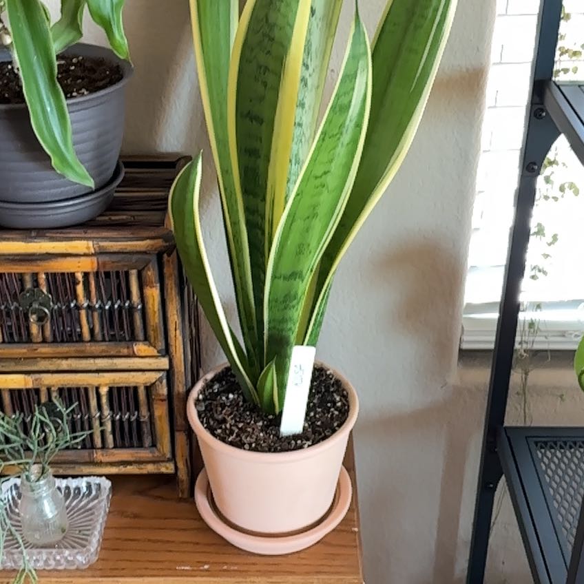 Photo of the plant species Sansevieria Night Owl by @kaye named Rosa on Greg, the plant care app