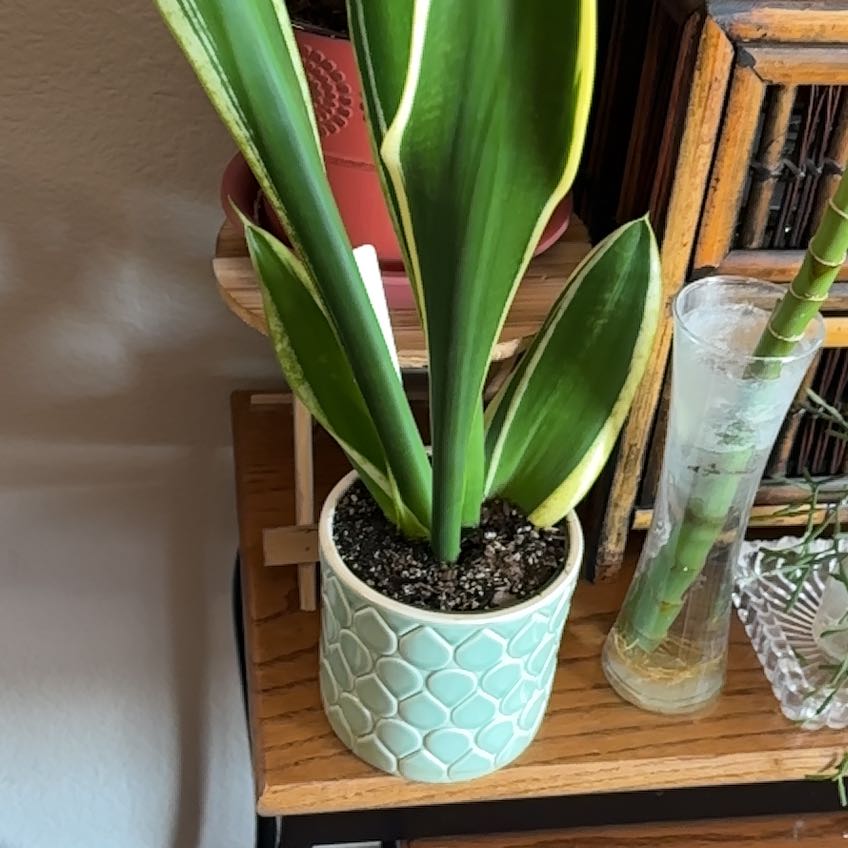 Photo of the plant species Black Gold Snake Plant by @kaye named Ella on Greg, the plant care app