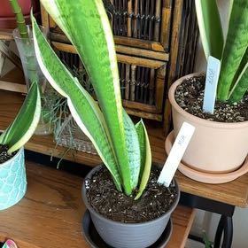 Photo of the plant species Futura Superba Snake Plant by @kaye named Mia on Greg, the plant care app