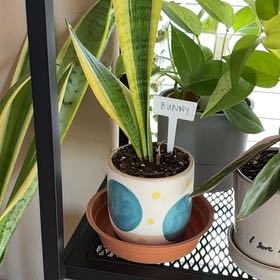 Photo of the plant species Futura Superba Snake Plant by @kaye named Bunny on Greg, the plant care app