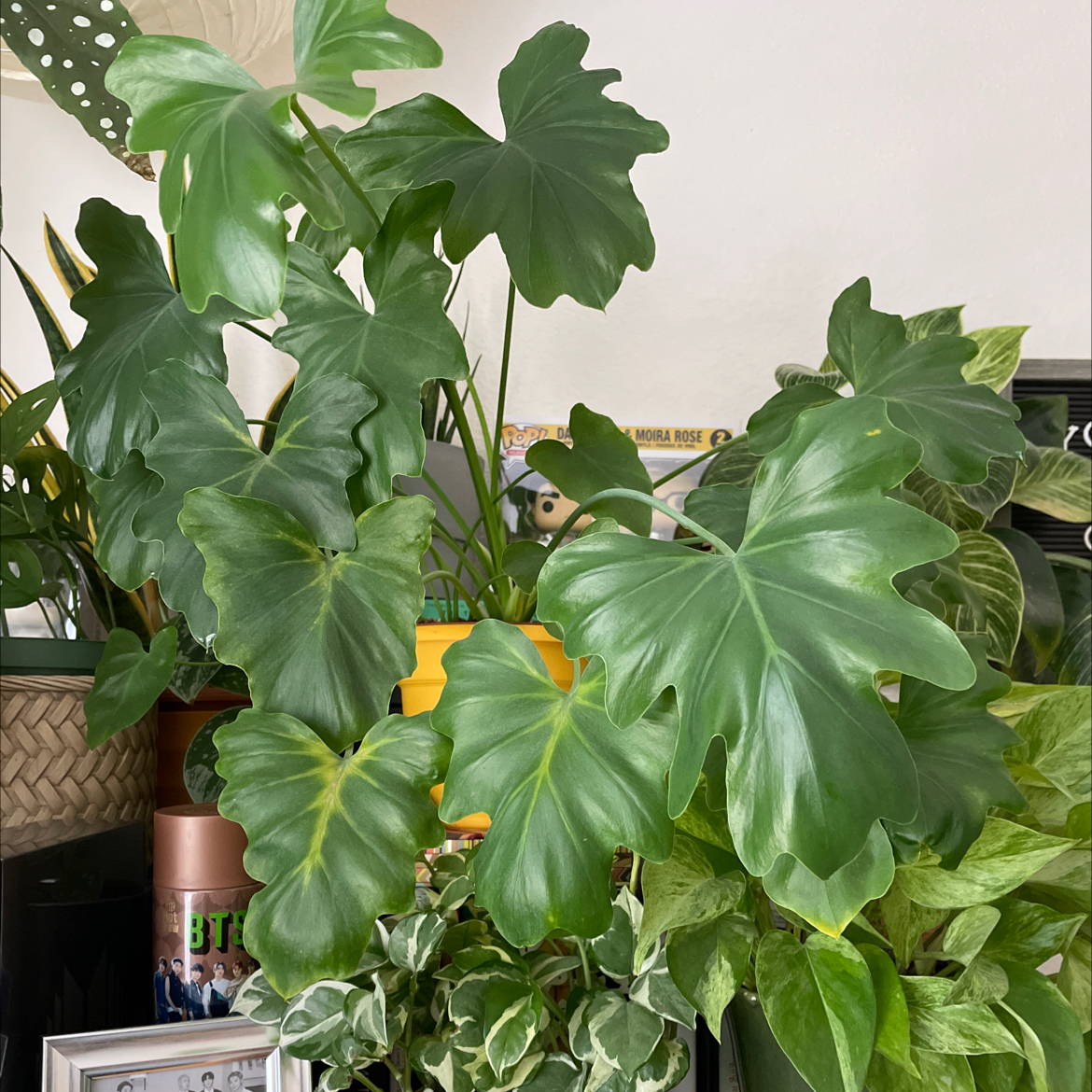 Healthy Elephant Ear Philodendron with large, glossy green leaves.