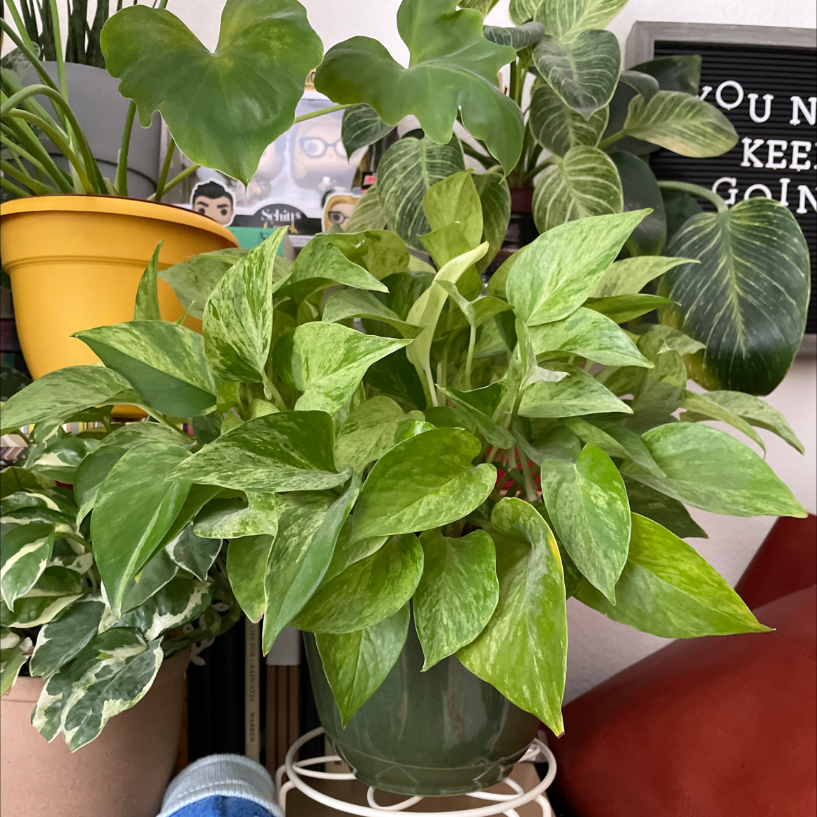 Marble Queen Pothos plant with variegated green and white leaves in a pot, surrounded by other plants.