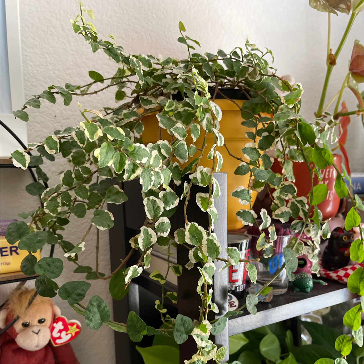 Healthy, trailing creeping fig plant with dense green foliage in a pot on a shelf with decor accents.