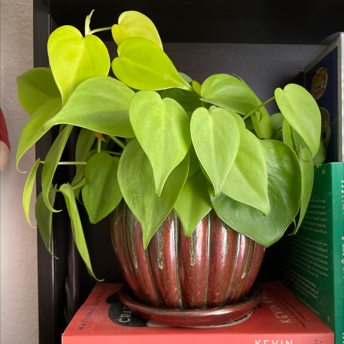 Philodendron Lemon Lime plant with vibrant green leaves in a decorative pot on a shelf.