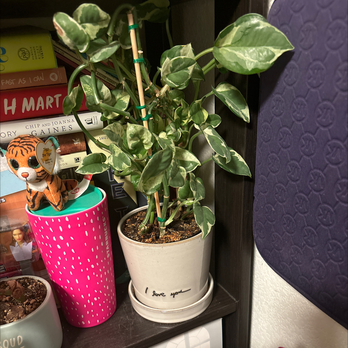 Pearls and Jade Pothos plant in a white pot on a shelf with variegated green and white leaves.