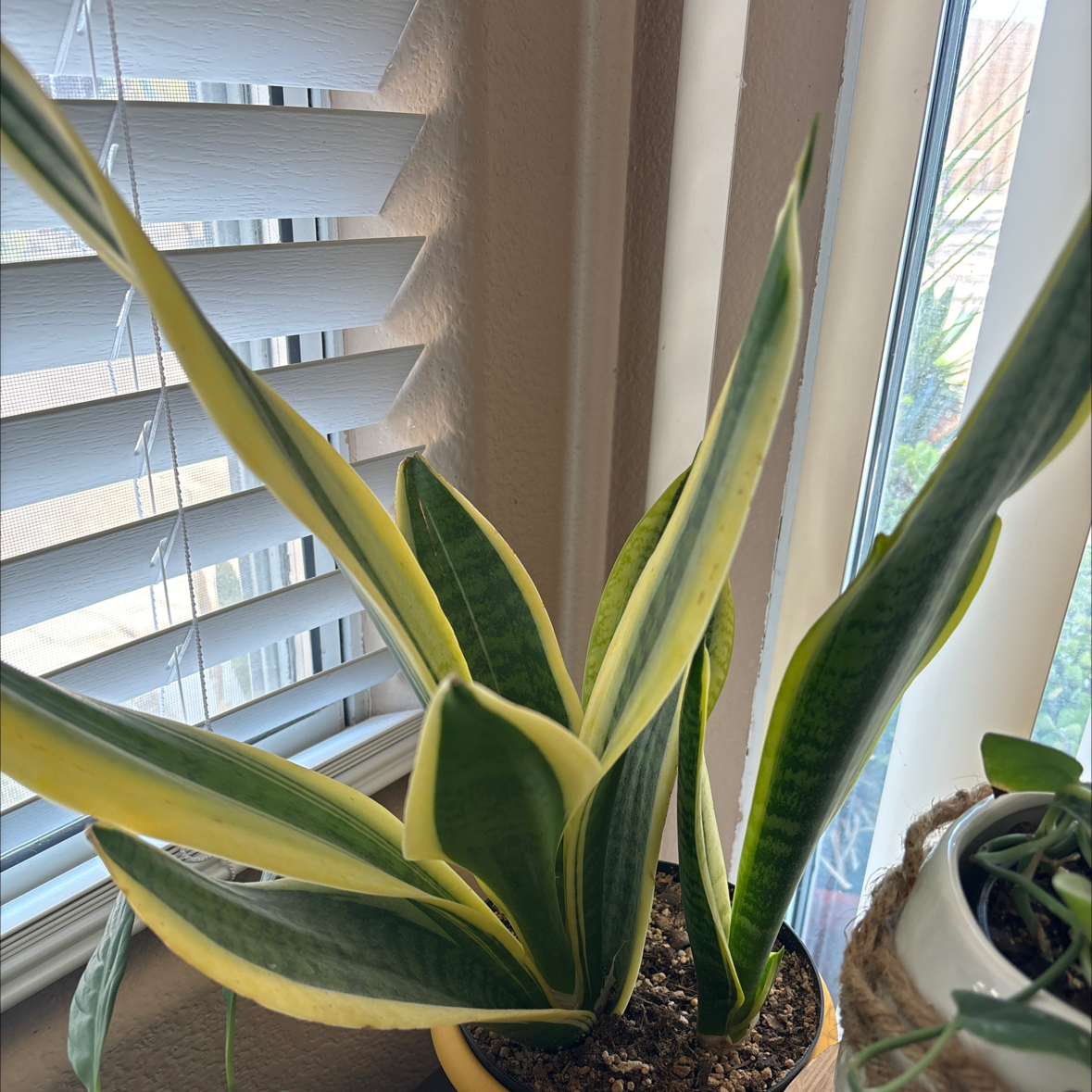 Futura Superba Snake Plant near a window with visible soil and vibrant leaves.