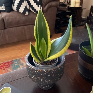 Black Gold Snake Plant plant in Somewhere on Earth
