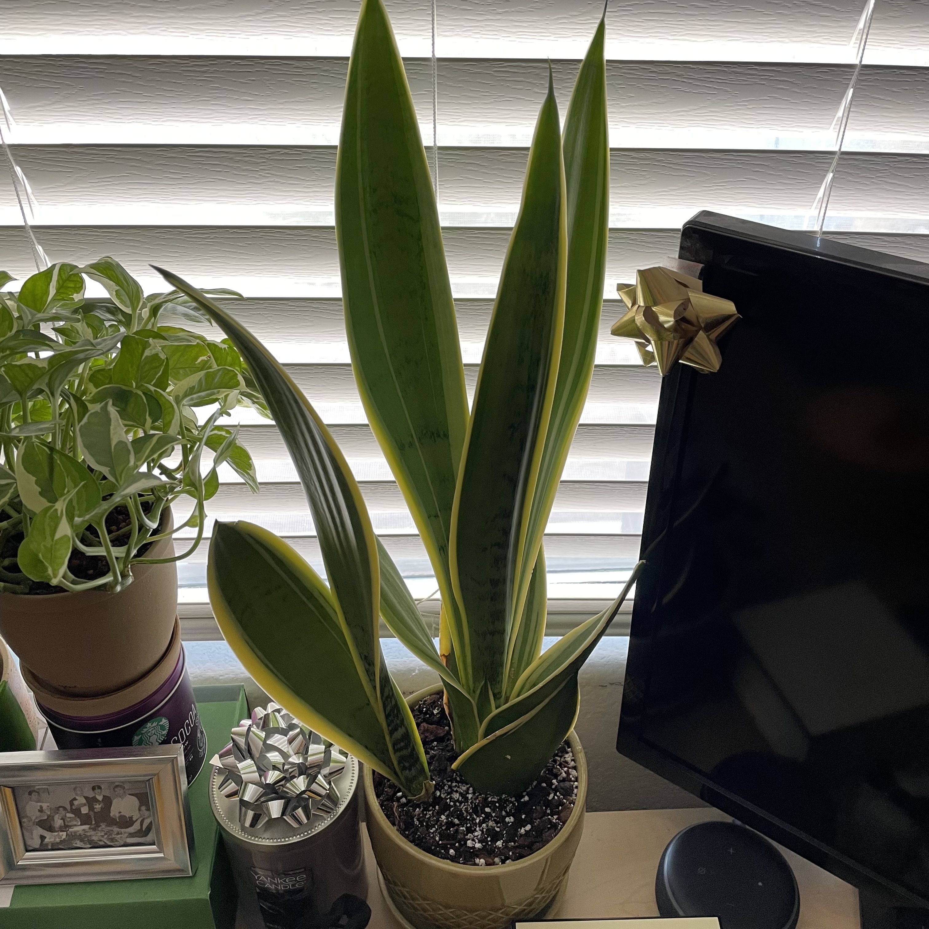 Sansevieria Night Owl plant on a windowsill with healthy green leaves and visible soil.