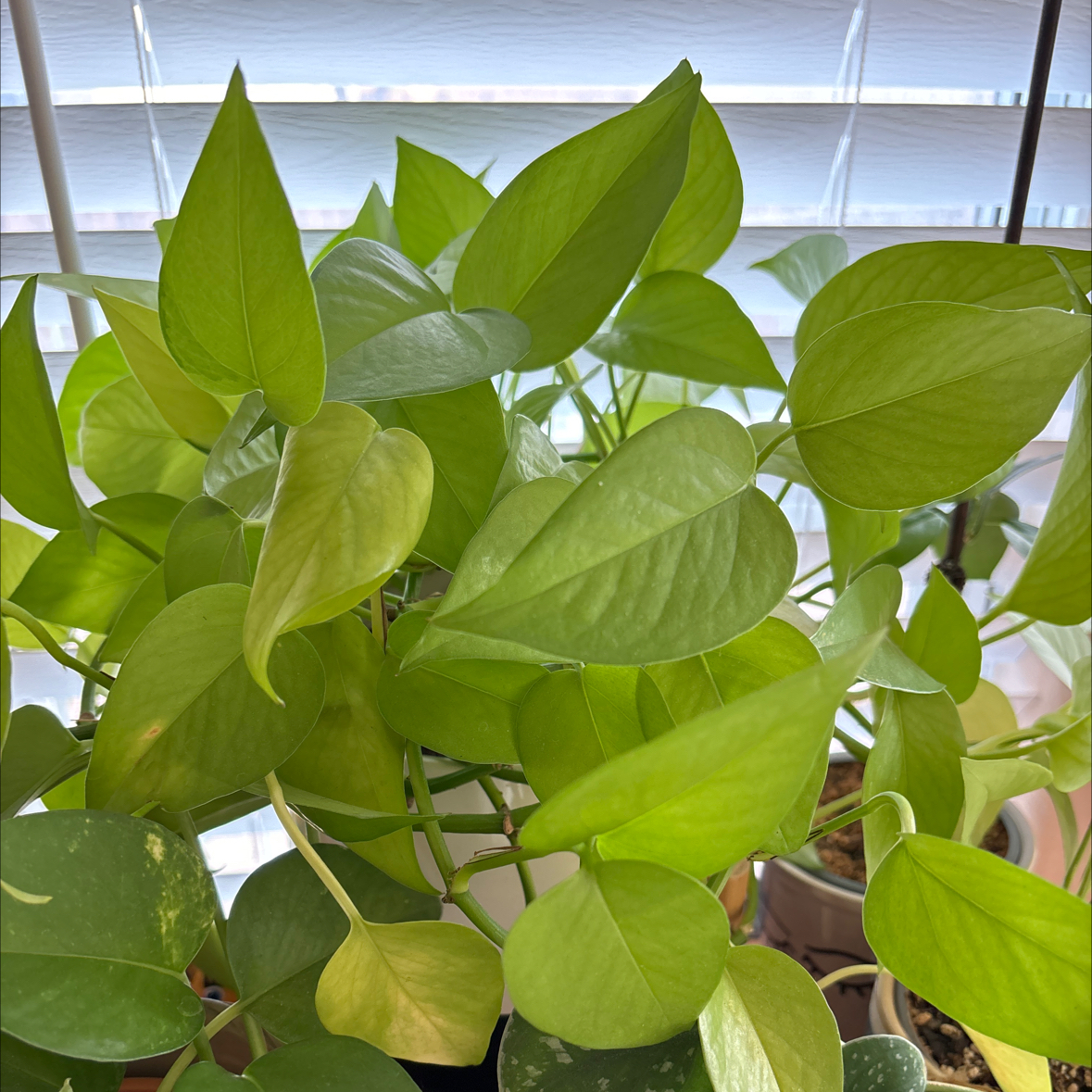 Healthy Neon Pothos plant with vibrant green leaves near a window.