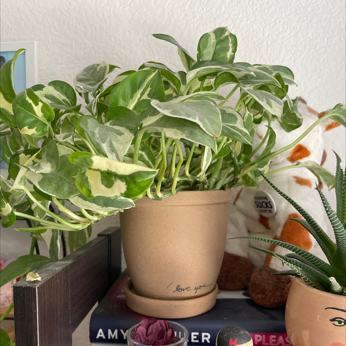 Pothos N' Joy plant in a pot on a shelf, with vibrant green and white variegated leaves.