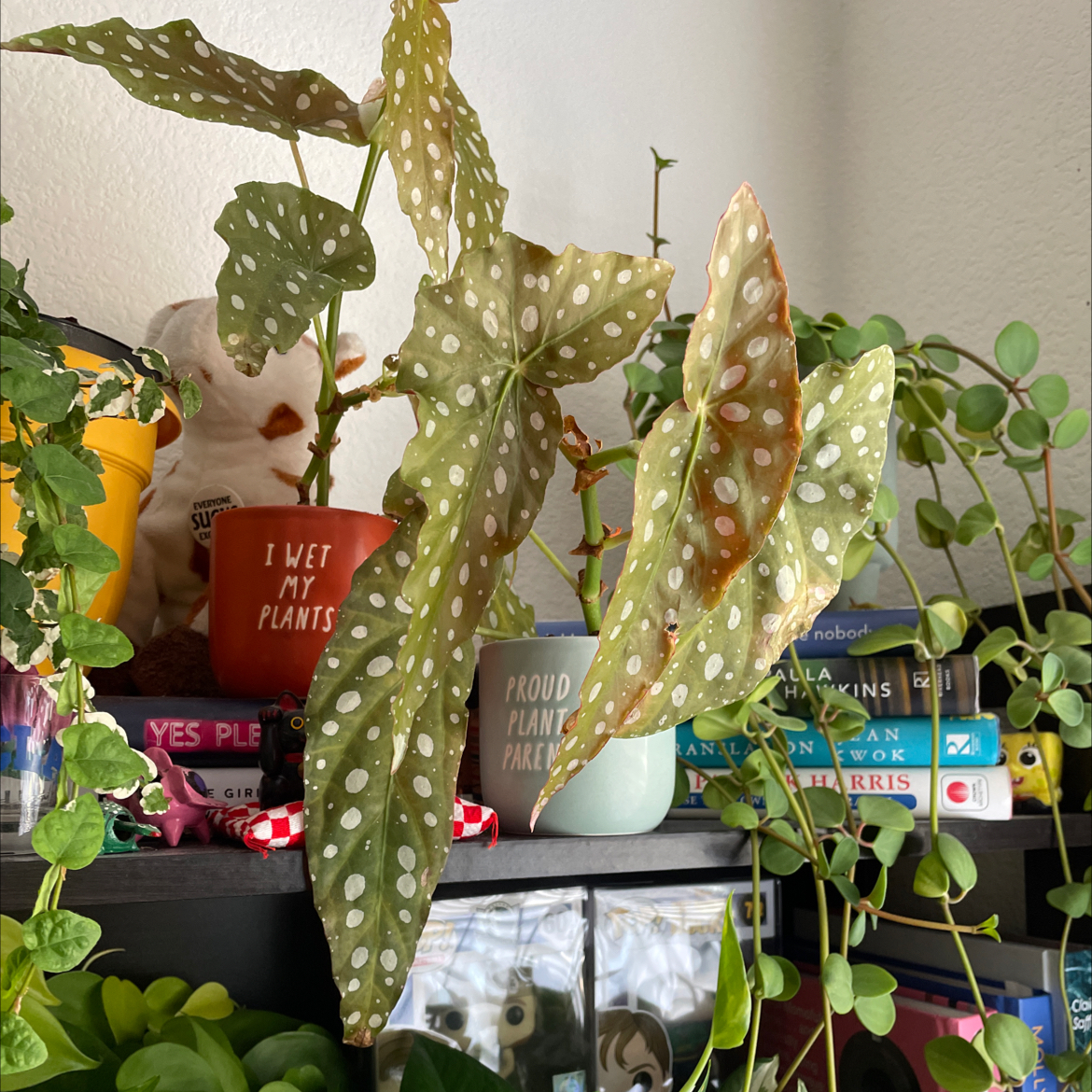 Polka Dot Begonia with white spots on leaves, some browning visible, placed on a shelf with other plants.