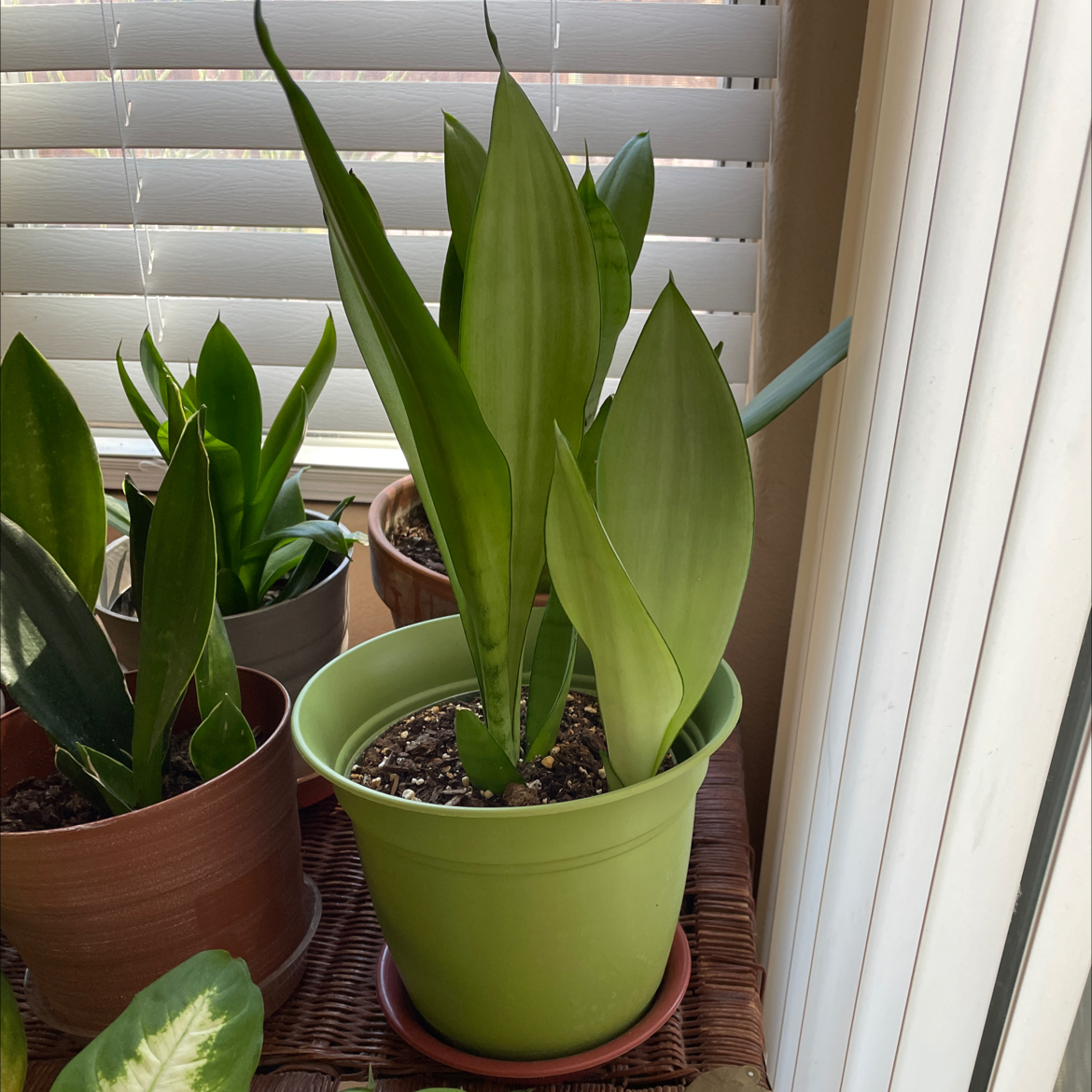 Potted Silver Snake Plant indoors near a window with blinds, surrounded by other plants.