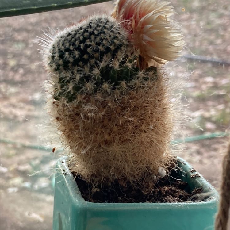 Texas Rainbow Cactus in a small pot with a flower.