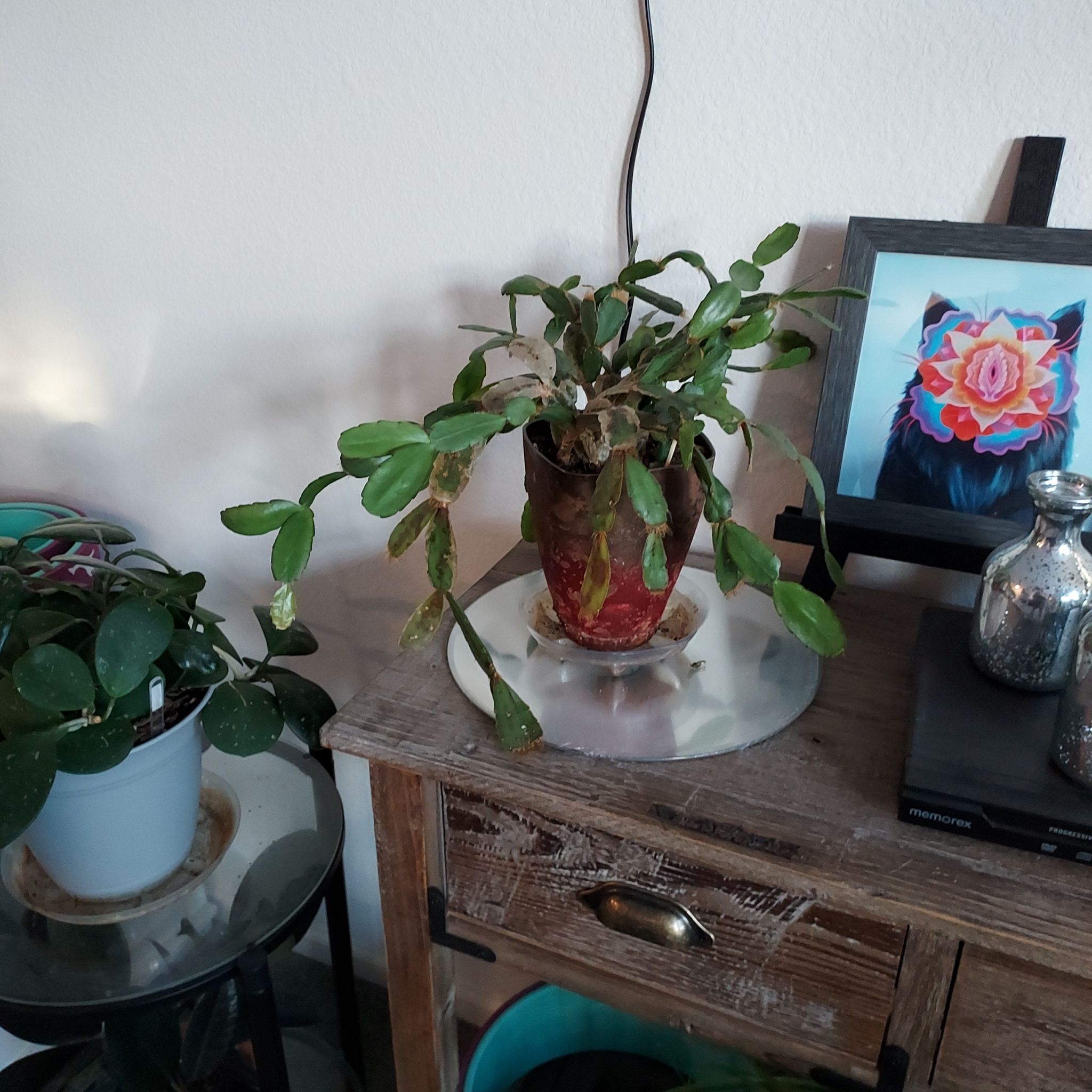 Photo of the plant species Schlumbergera × graeseri by @AzuritDragonfly named Spike on Greg, the plant care app