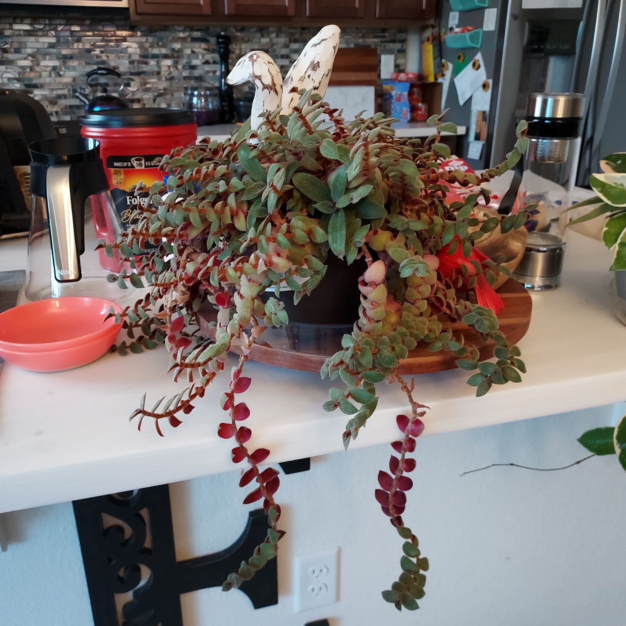 Teddy Bear Vine plant on a kitchen counter, healthy and well-maintained.
