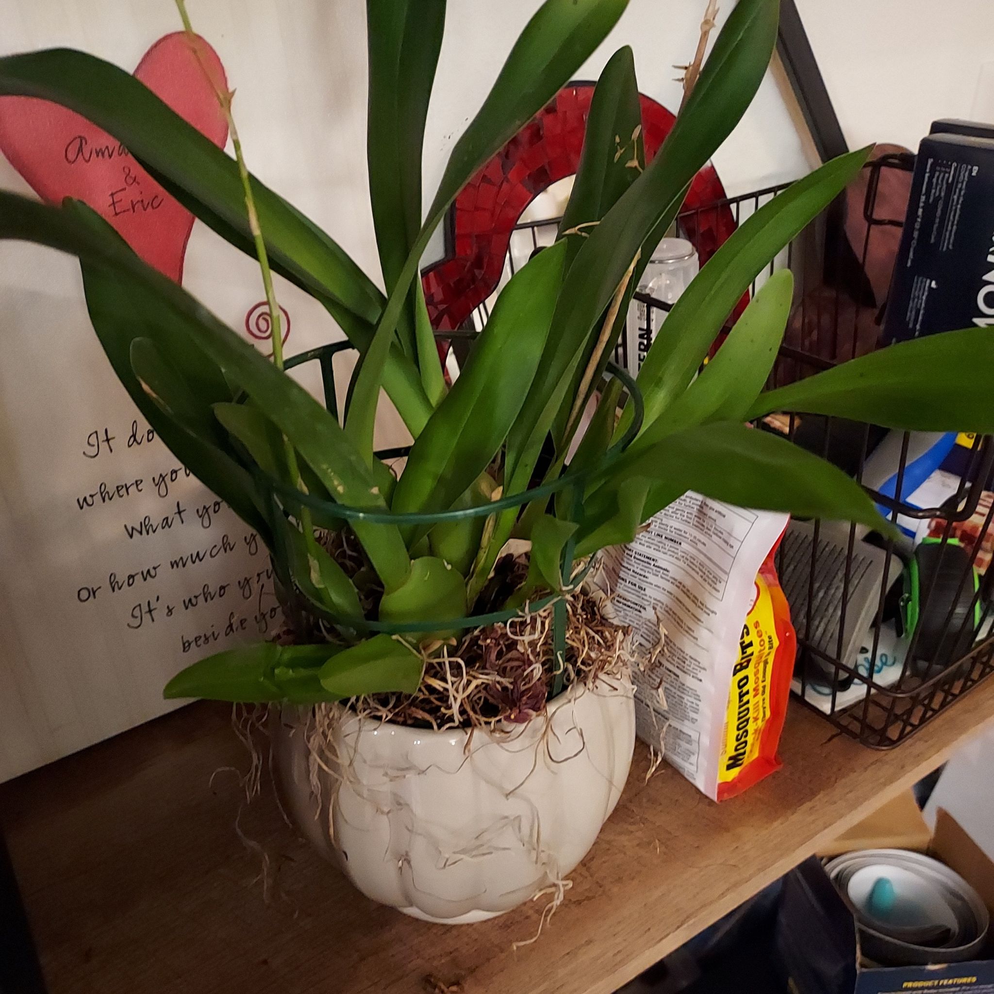 Photo of the plant species Hula Lalau Volcano Queen Orchid by @AzuritDragonfly named Oncidium on Greg, the plant care app