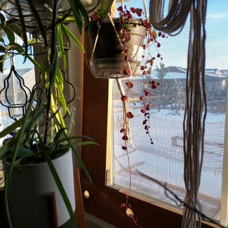 Peperomia 'Ruby Cascade' plant in Denver, Colorado