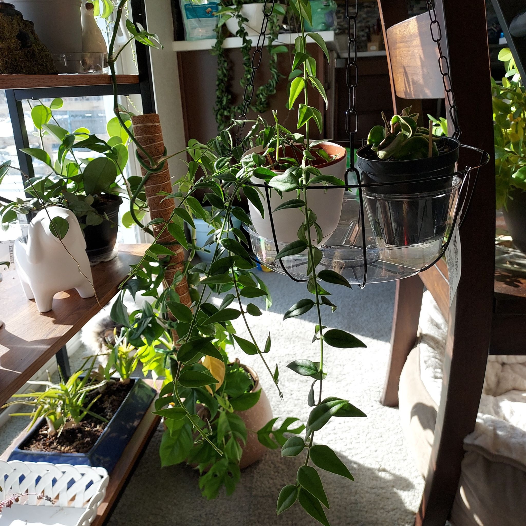 Hoya Bella plant hanging in a pot with trailing vines and healthy green leaves.