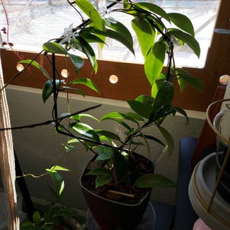Hoya acuta plant in Denver, Colorado