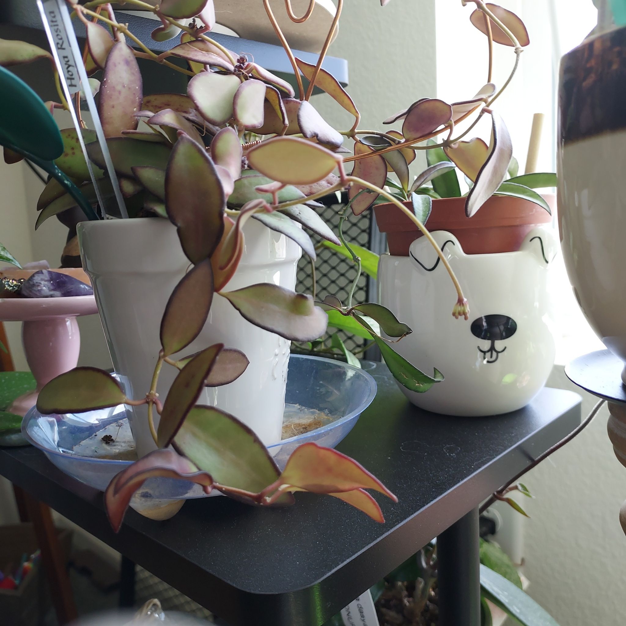 Hoya 'Rosita' plant in a white pot on a shelf, with healthy variegated leaves.