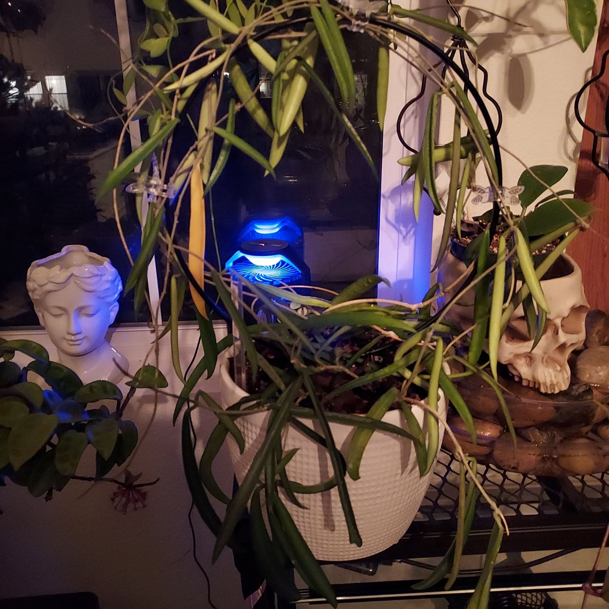 Hoya shepherdii plant in a white pot indoors near a window.
