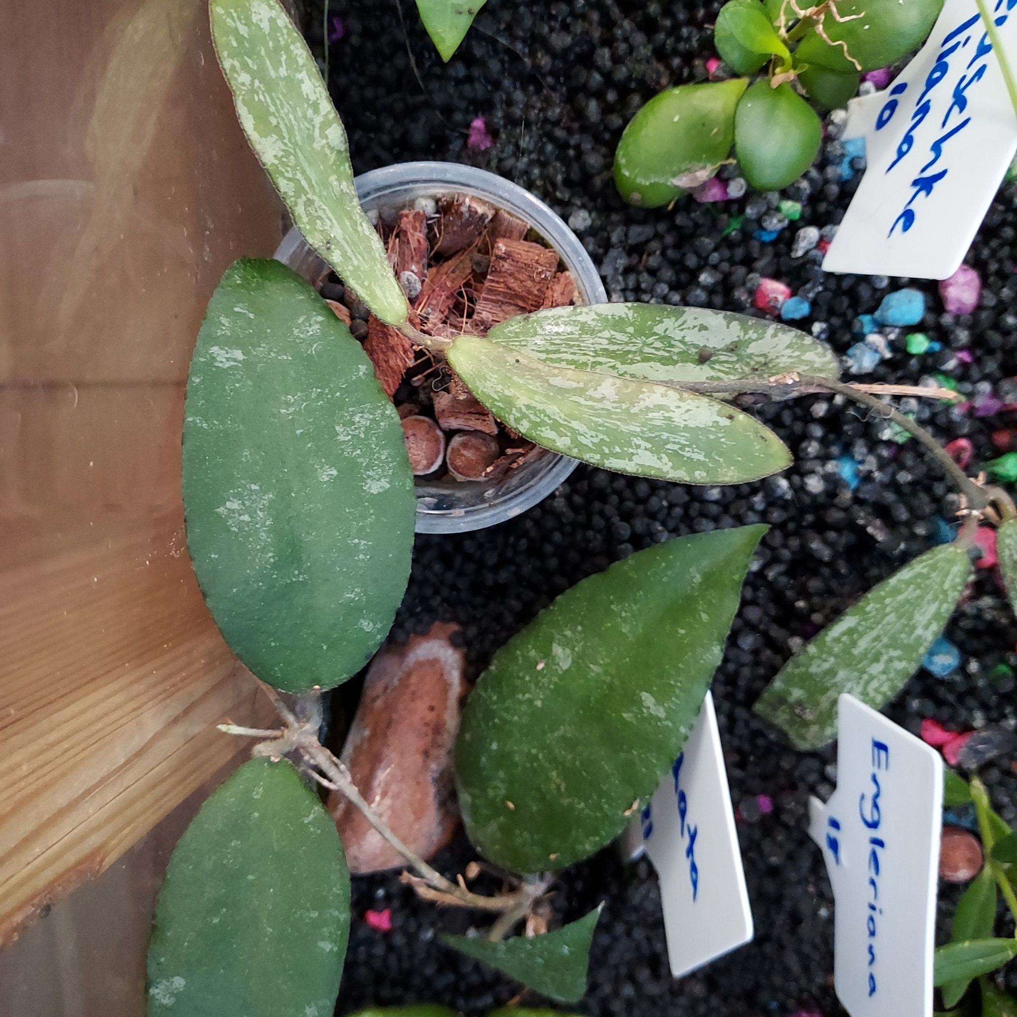 Hoya Sigillatis plant with some white patches on leaves, potted in a small container.