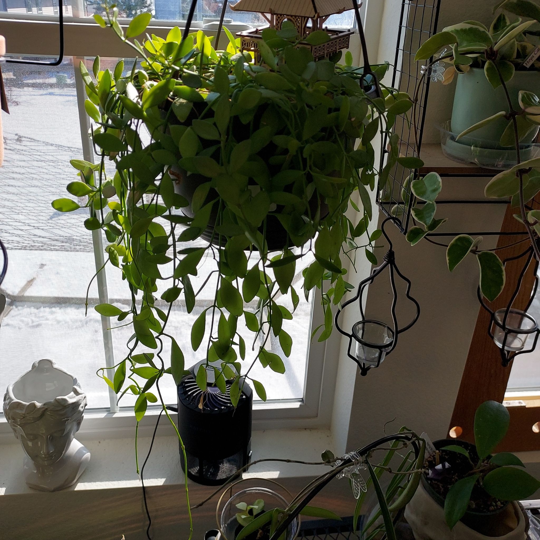Hanging Dischidia oinatha plant with healthy green leaves in a well-lit room.