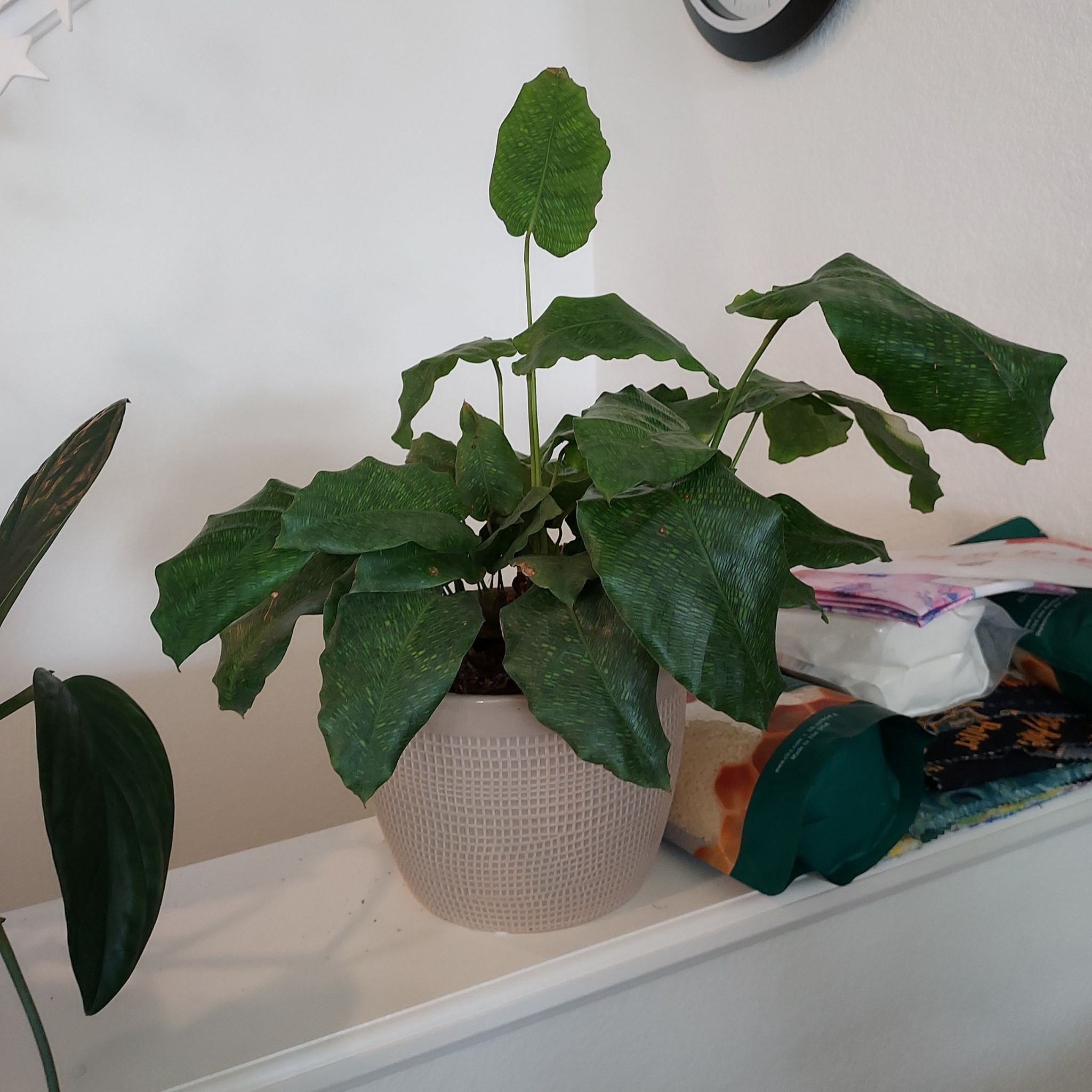 Photo of the plant species Calathea Network 'PP0005' by @AzuritDragonfly named Calathea Network on Greg, the plant care app