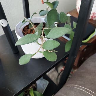 Hoya nummularioides plant in Denver, Colorado